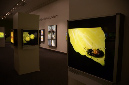 Wasp_exhibition__DSC3496